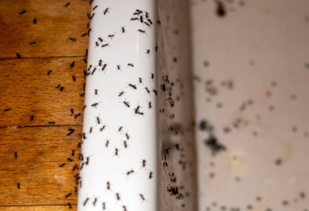 Best Emergency Pest Control  in Sylvania, OH