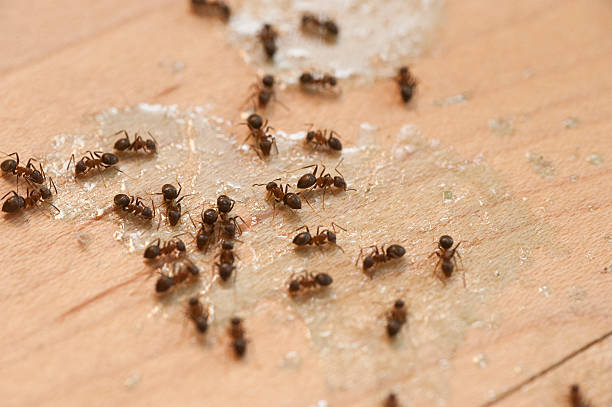 Best Pest Removal Services  in Sylvania, OH